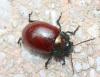 Chrysolina polita